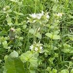 Cerastium glomeratum অভ্যাস