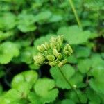 Ligusticum scothicum Fruit