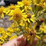 Jacobaea vulgarisFlower