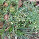 Valeriana dentata Blüte