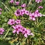 Oxalis articulataFlower