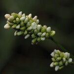 Persicaria maculosaКвітка