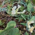 Astragalus vesicarius Blomst