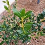 Ilex canariensisLeaf