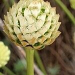 Cephalaria leucantha Fruit