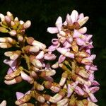 Lonchocarpus macrophyllus Flower