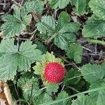 Potentilla indicaഫലം