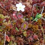 Drosera anglica पत्ता