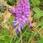 Vicia incana Floare