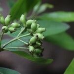 Syzygium × intermedium Fruto