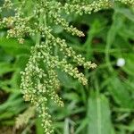 Rumex thyrsoides Плід