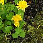 Doronicum columnae Květ