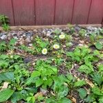 Erigeron philadelphicusFloare