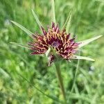 Tragopogon porrifoliusBlomma