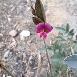 Tephrosia purpurea Flower