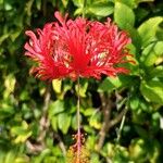 Hibiscus schizopetalus Flower