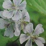 Geranium renardii Flower