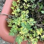 Artemisia princeps List