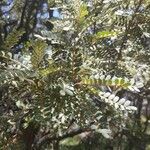 Sophora denudata Hoja
