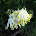 Pseudofumaria alba Blüte