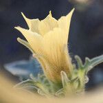 Mentzelia involucrata Flower