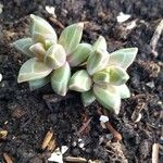 Pachyphytum compactum Folha