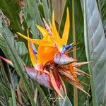 Strelitzia reginaeFleur