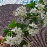 Crataegus laevigataFlower