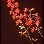 Delphinium cardinale Floare