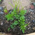 Cardamine flexuosa 葉