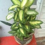 Aglaonema commutatumFolha