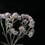 Anaphalis nepalensis Flower