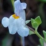 Linaria triphylla പുഷ്പം