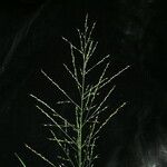 Arundinella nepalensis