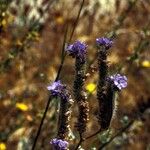 Phacelia ciliata 整株植物