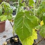 Solanum mammosum Leaf