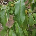 Prunus persica Foglia