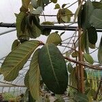 Ficus velutina List
