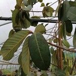 Ficus velutina पत्ता