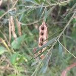 Acacia spirorbis Fruit