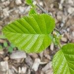 Alnus alnobetula Liść