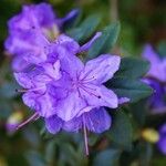 Rhododendron impeditum Floare