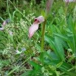 Serapias lingua Flor