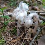 Monotropa uniflora Frucht