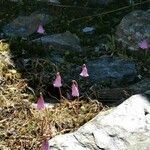 Soldanella pusilla Virág