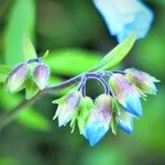 Symphytum × uplandicum Flower