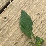 Amaranthus powellii Leaf