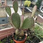 Opuntia microdasysLeaf