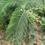 Acacia dealbata Blad