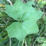 Alchemilla glabra Liść